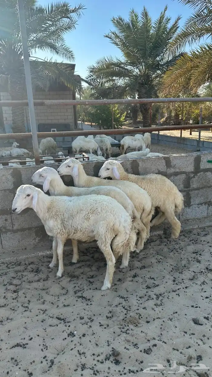 طليان حري للبيع 0