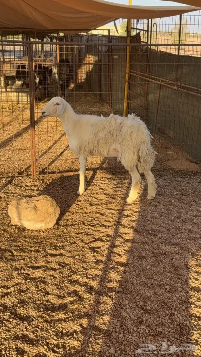 شاه حايل ذبيحة البجاديه 0