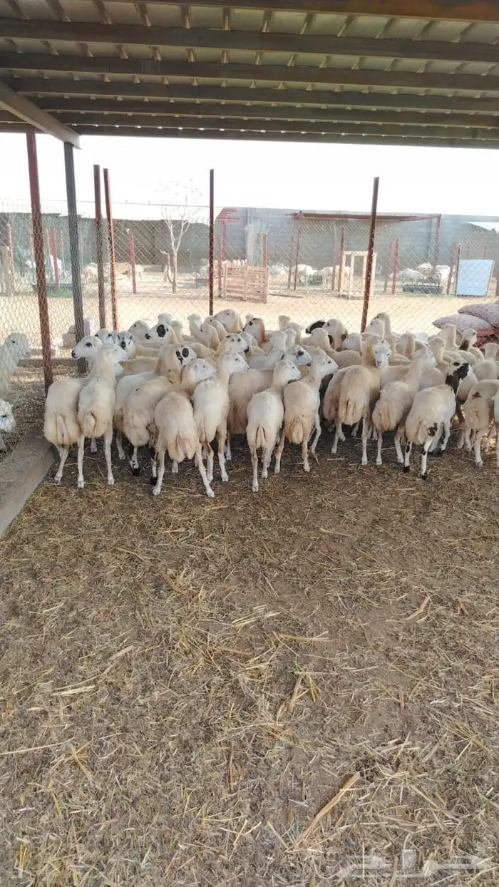 رخال رفيدي بلدي 1