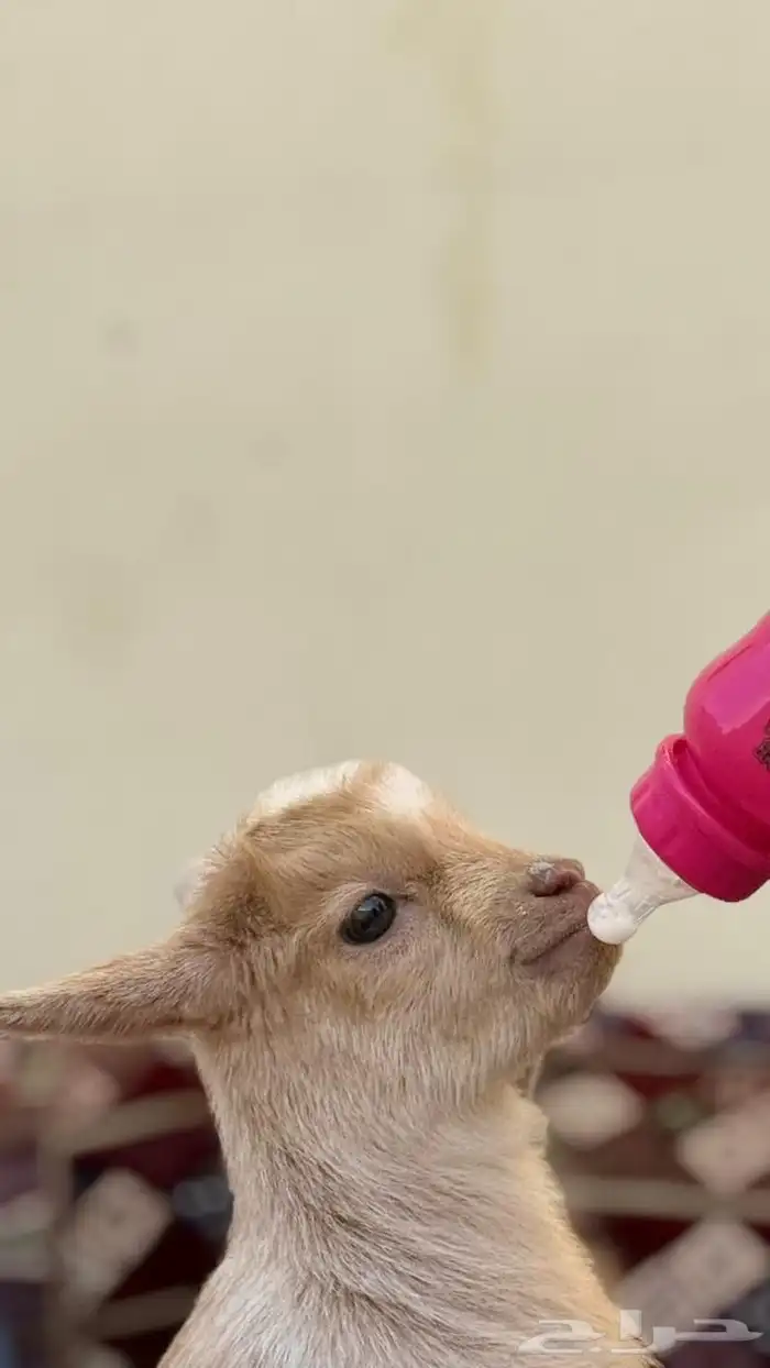 تيس قزمي للأطفال 3