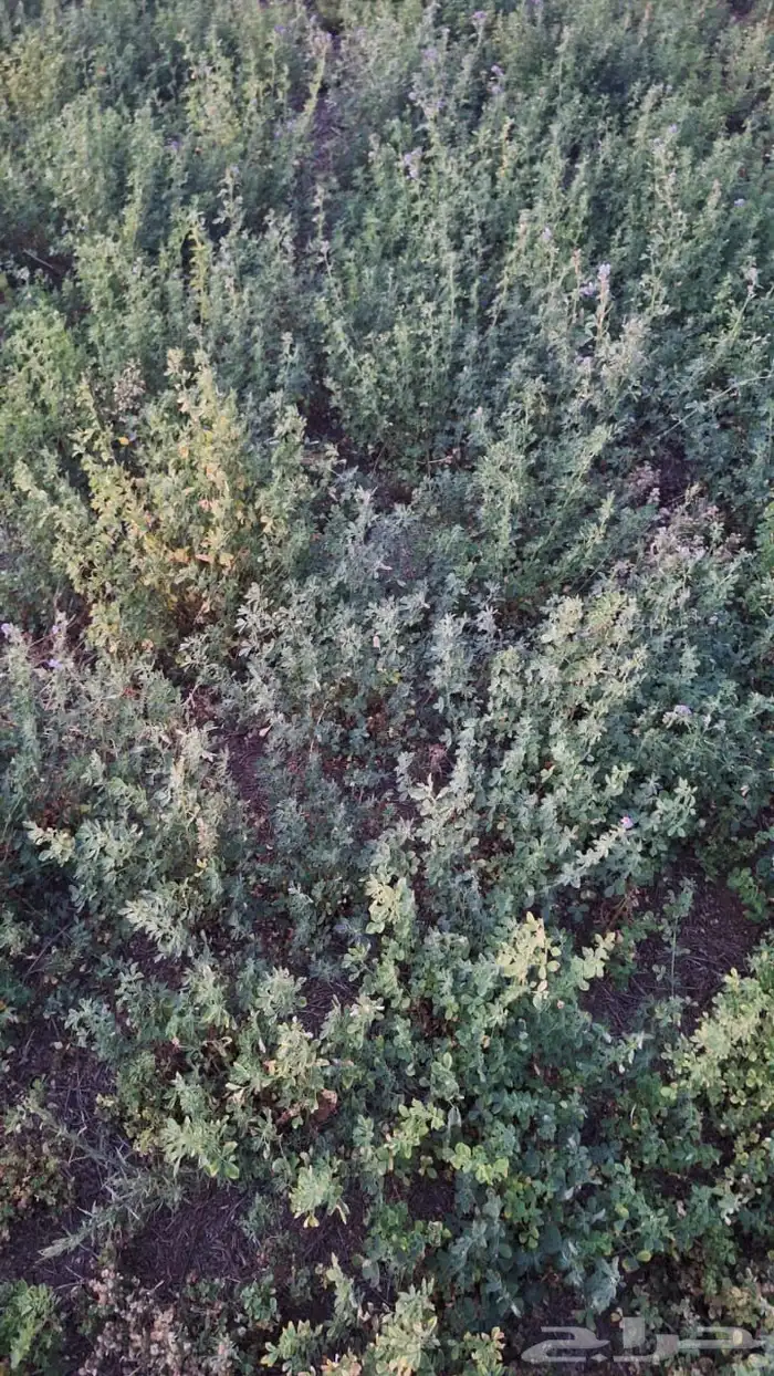 للايجار رشاش برسيم نص دورة 7 ابراج للغنم 0