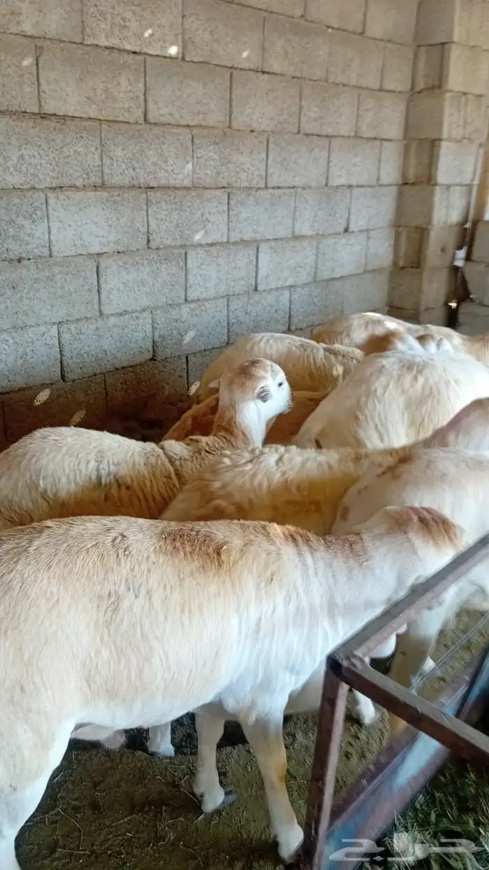 طليان ذبايح حريات سواكن ورفيديات كاش او اقساد 11