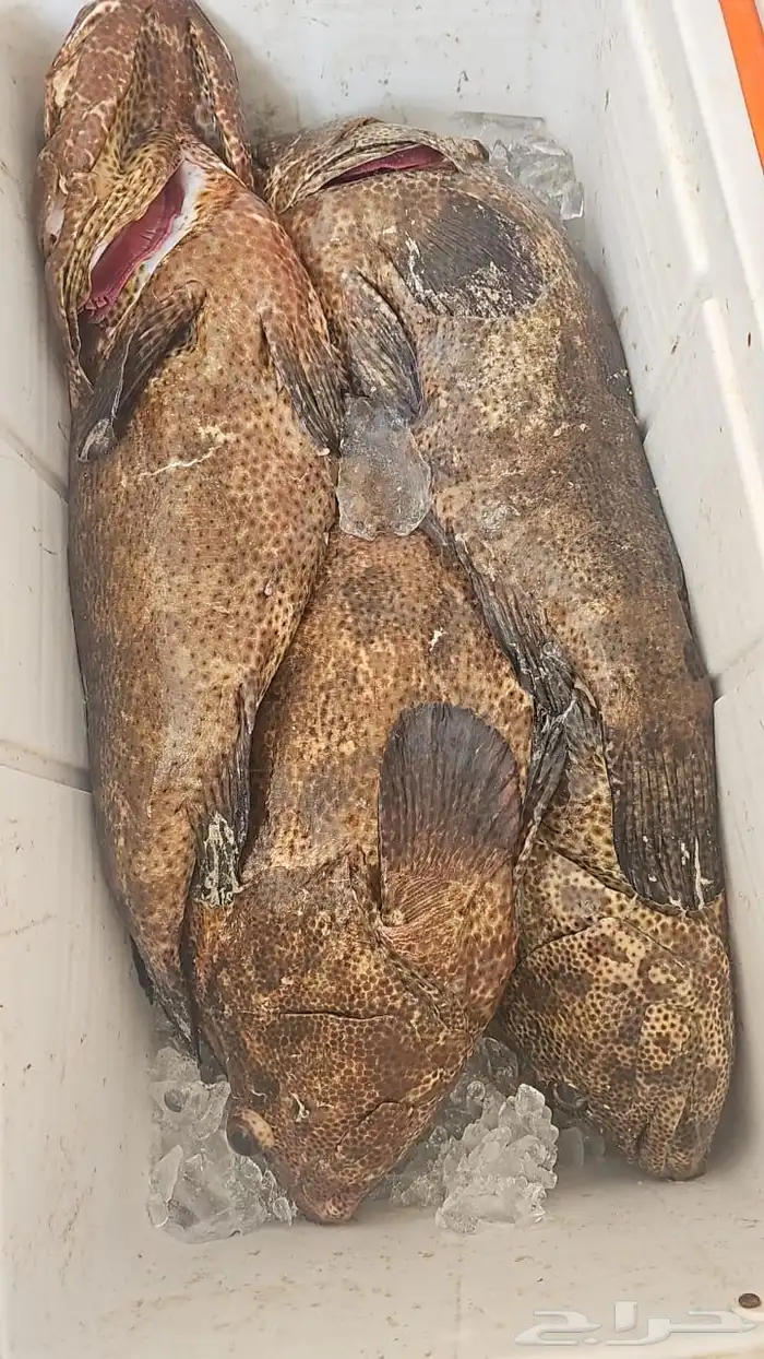 سمك اليوم طازج 0