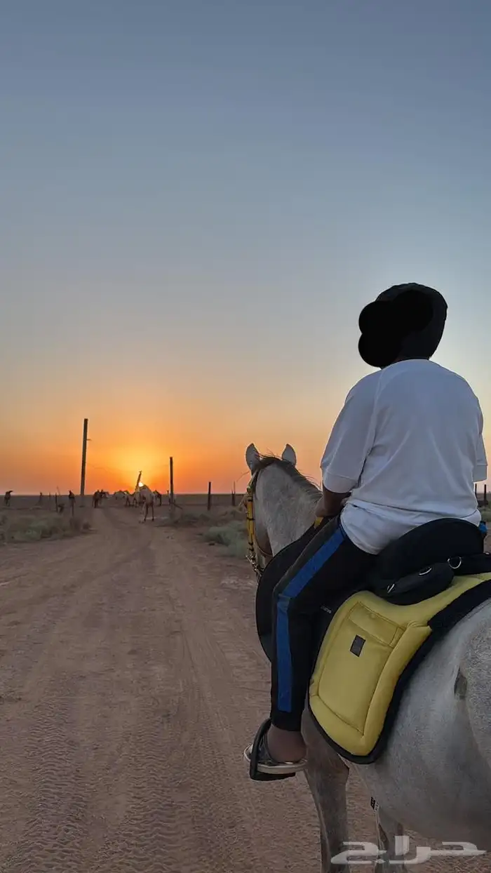 حصان ركوب شعبي شيخ 0
