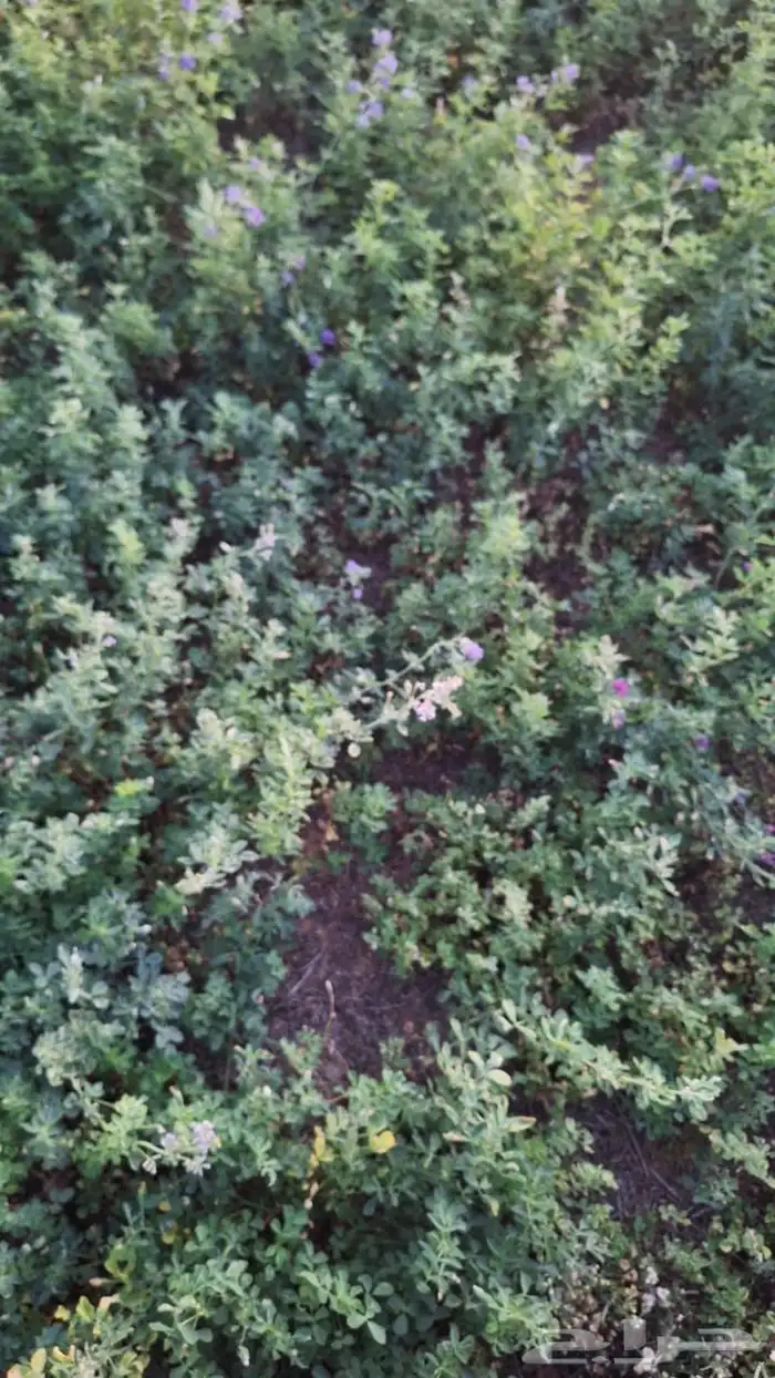 للايجار رشاش برسيم نص دورة 7 ابراج للغنم 1