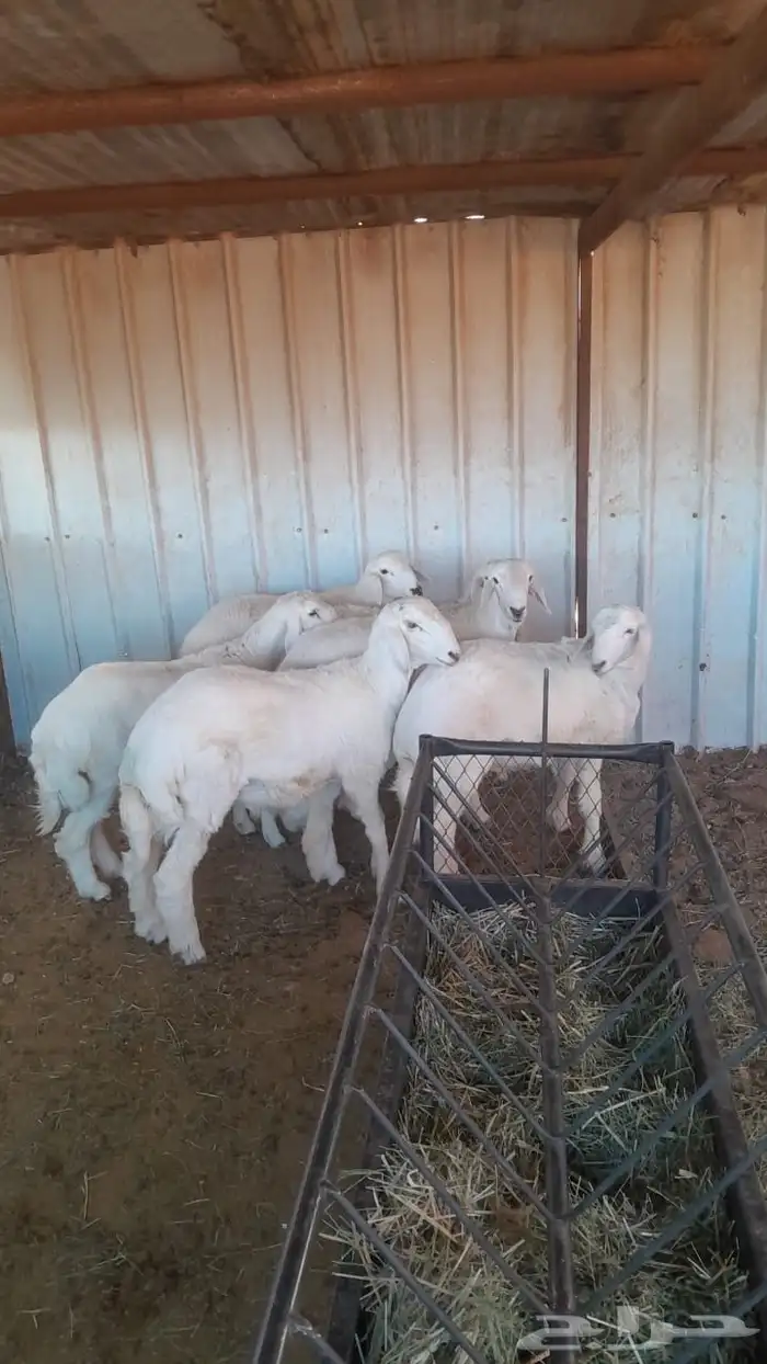 للبيع 6 خروف حري 0