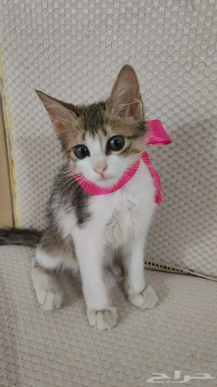 كيتن اليفة للتبني 3