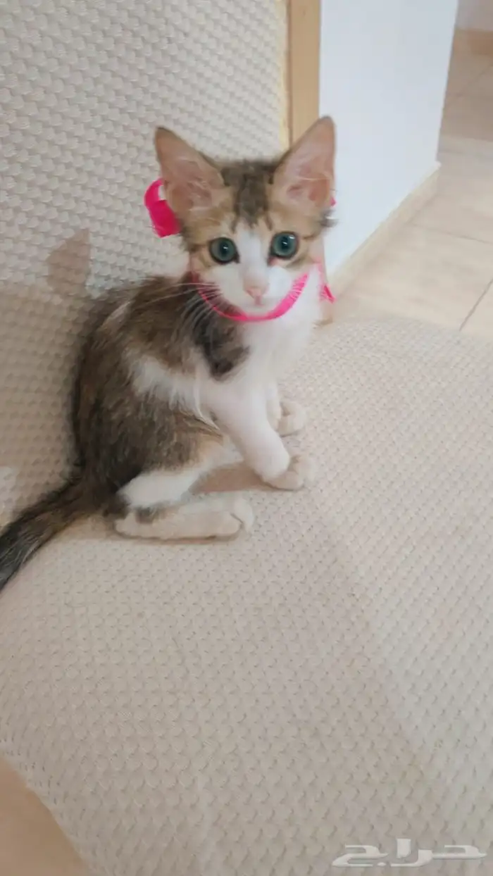 كيتن اليفة للتبني 2