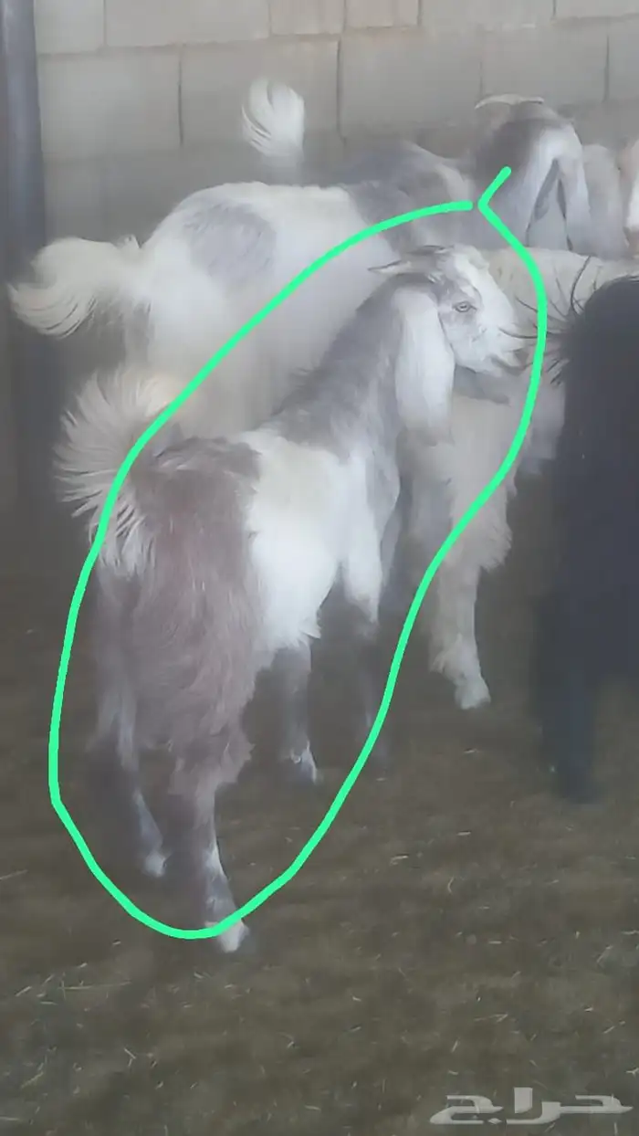 للبيع تيوس 2