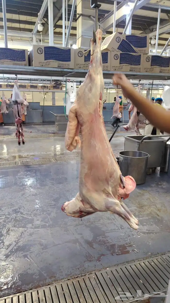 ذبايح الثلاجات والمناسبات 5