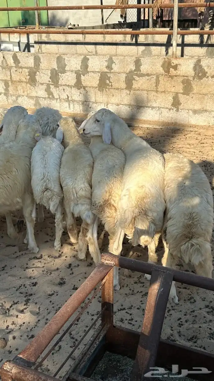 طليان حري للبيع 6