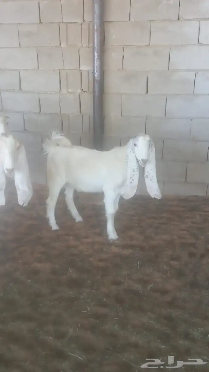 للبيع تيوس 0