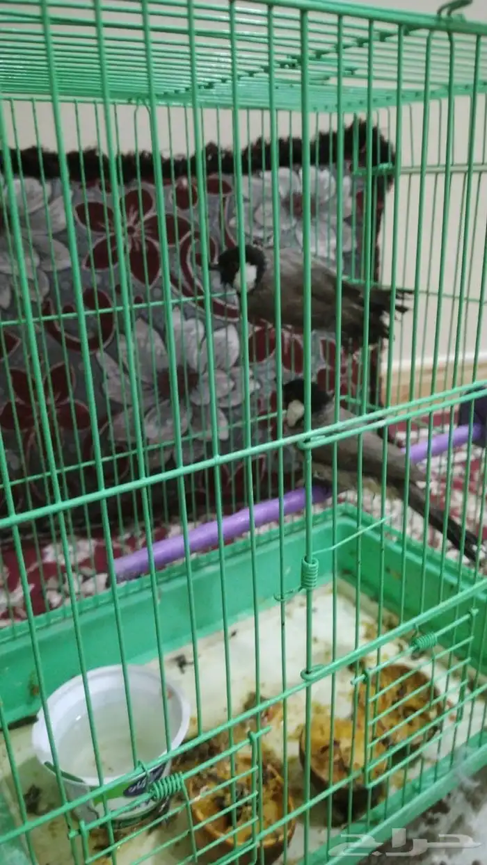 بلبل صيد جوز عسوم 0