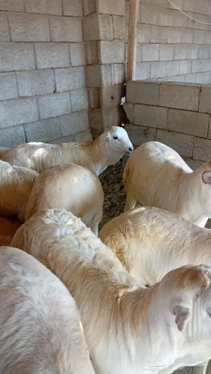 طليان ذبايح حريات سواكن ورفيديات كاش او اقساد 12