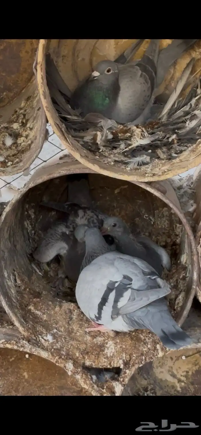 للبيع _حمام زاجل مميز 4