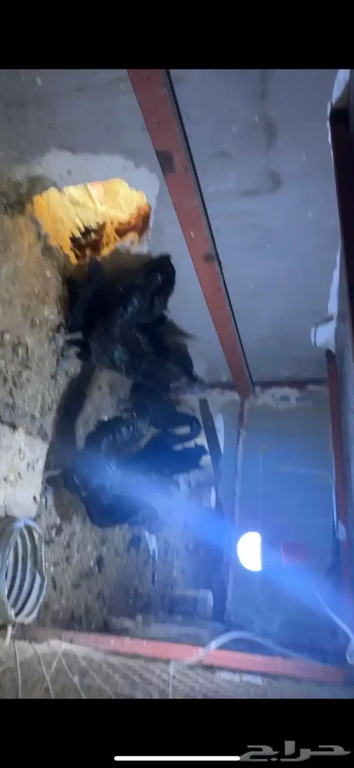 للبيع دجاج إندونيسي بياض شرط من أم آب إندونيسي 5