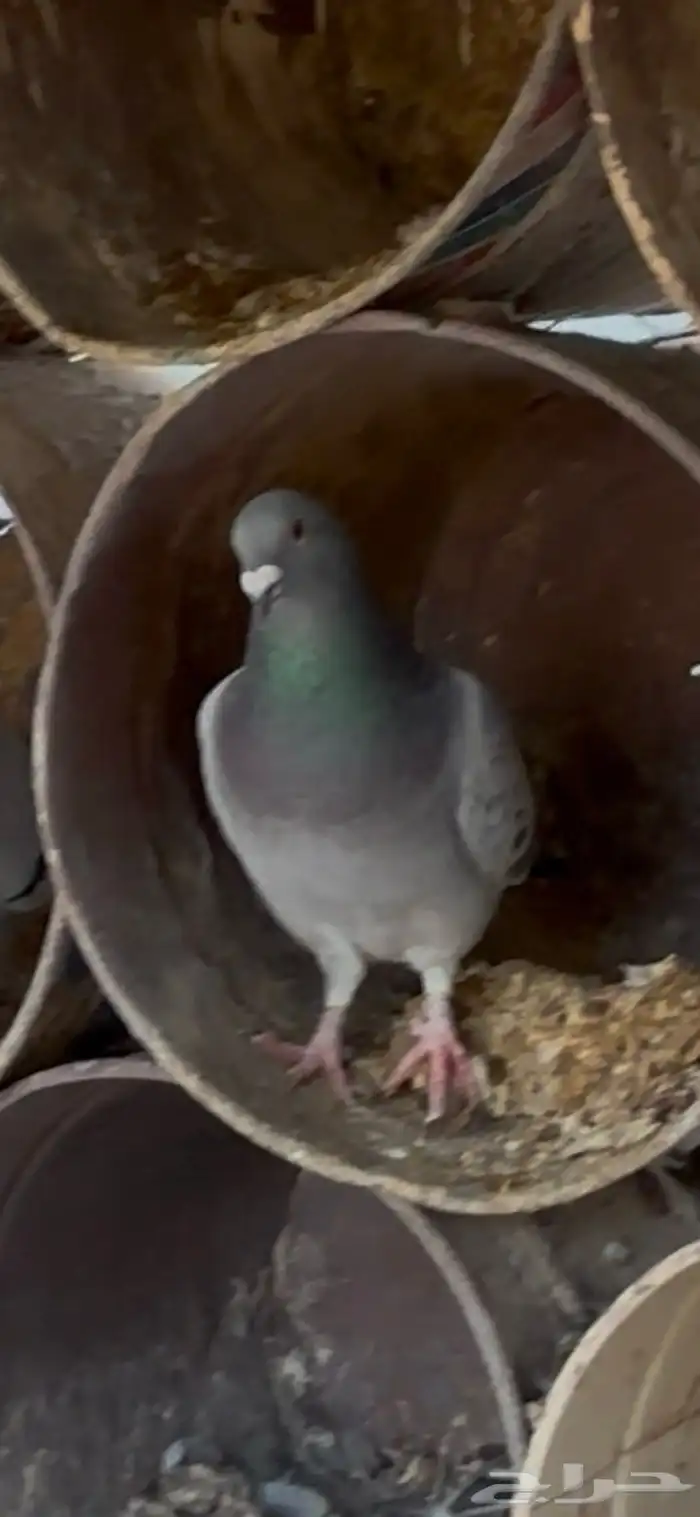 للبيع _حمام زاجل مميز 3