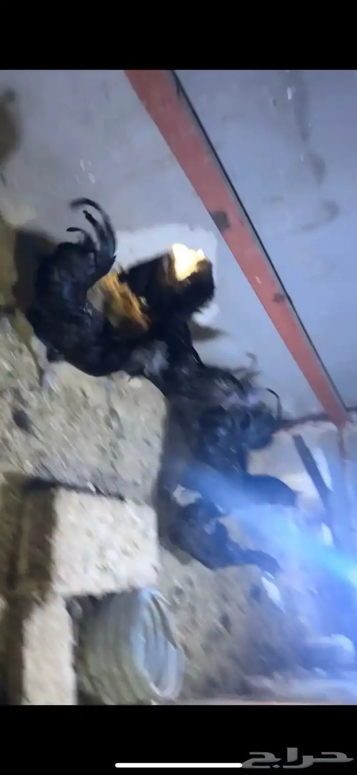 للبيع دجاج إندونيسي بياض شرط من أم آب إندونيسي 2