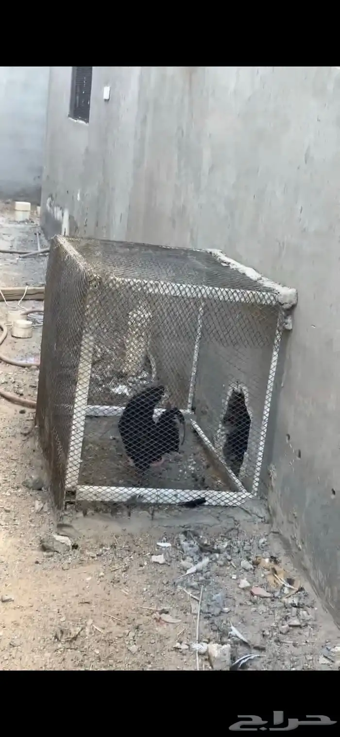 للبيع دجاج إندونيسي بياض شرط من أم آب إندونيسي 0