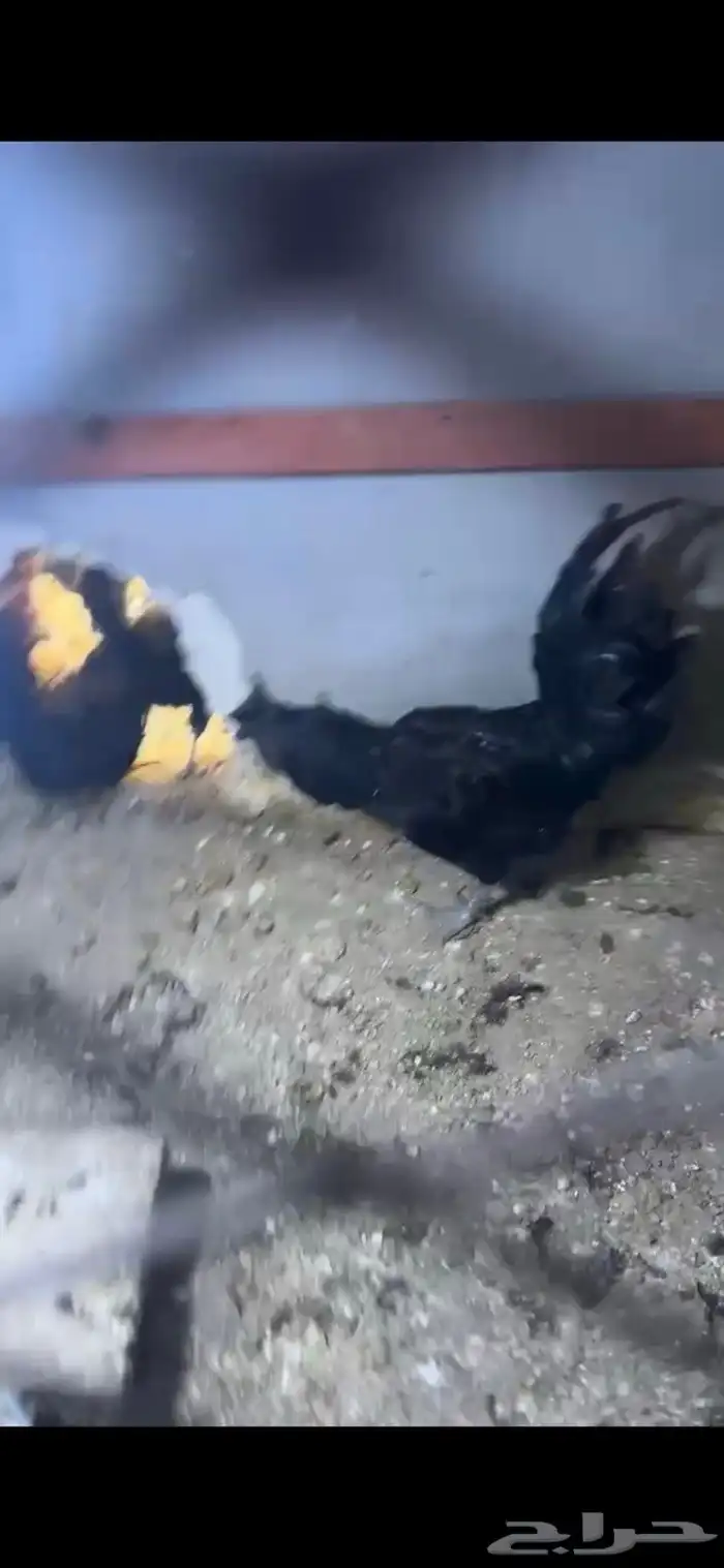 للبيع دجاج إندونيسي بياض شرط من أم آب إندونيسي 4