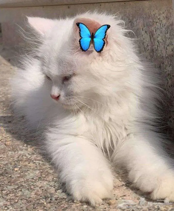 قطه شيرازيه 0