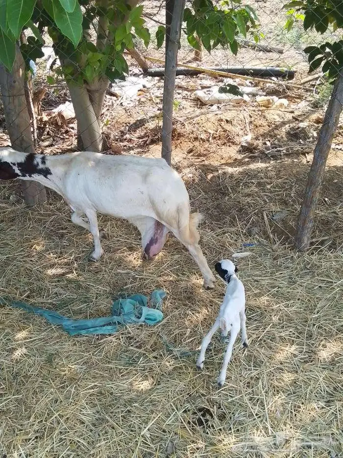 نعجه منتوج 3