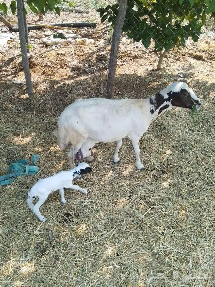 نعجه منتوج 0