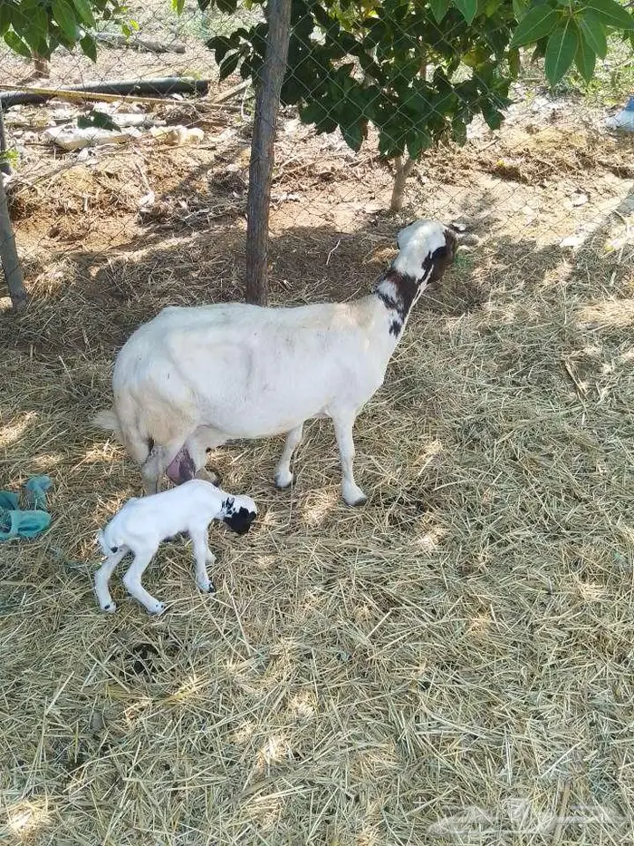 نعجه منتوج 1