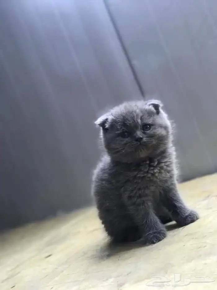 كيتن سكوتش بيووور 0