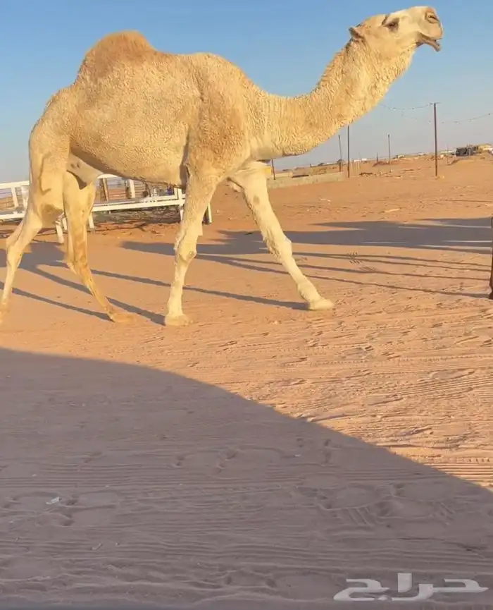 للبيع بعير كفو واصله طيب 0