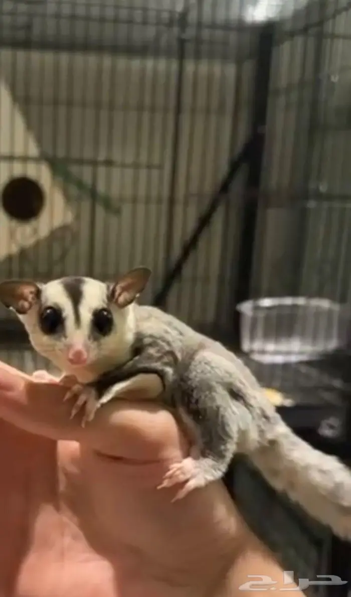 سنجاب طائر شوقر قلايدر 0