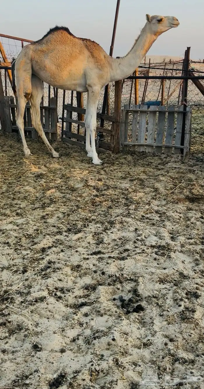 للبيع حقه ذلول راهيه 0