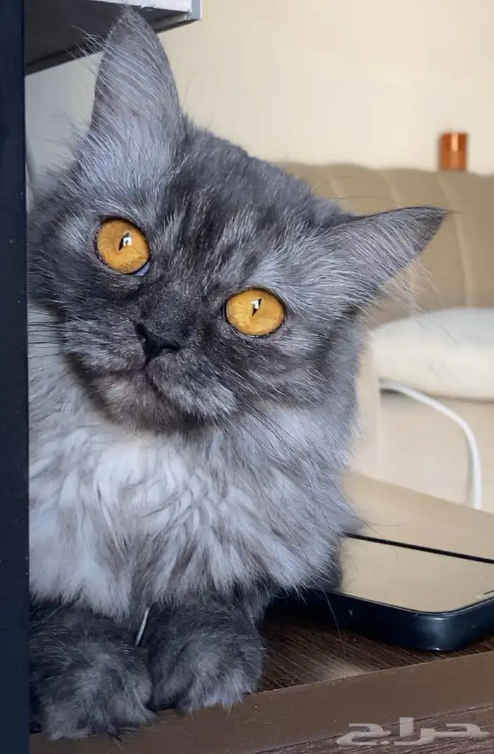 قطة شيرازية هملايا للبيع 2