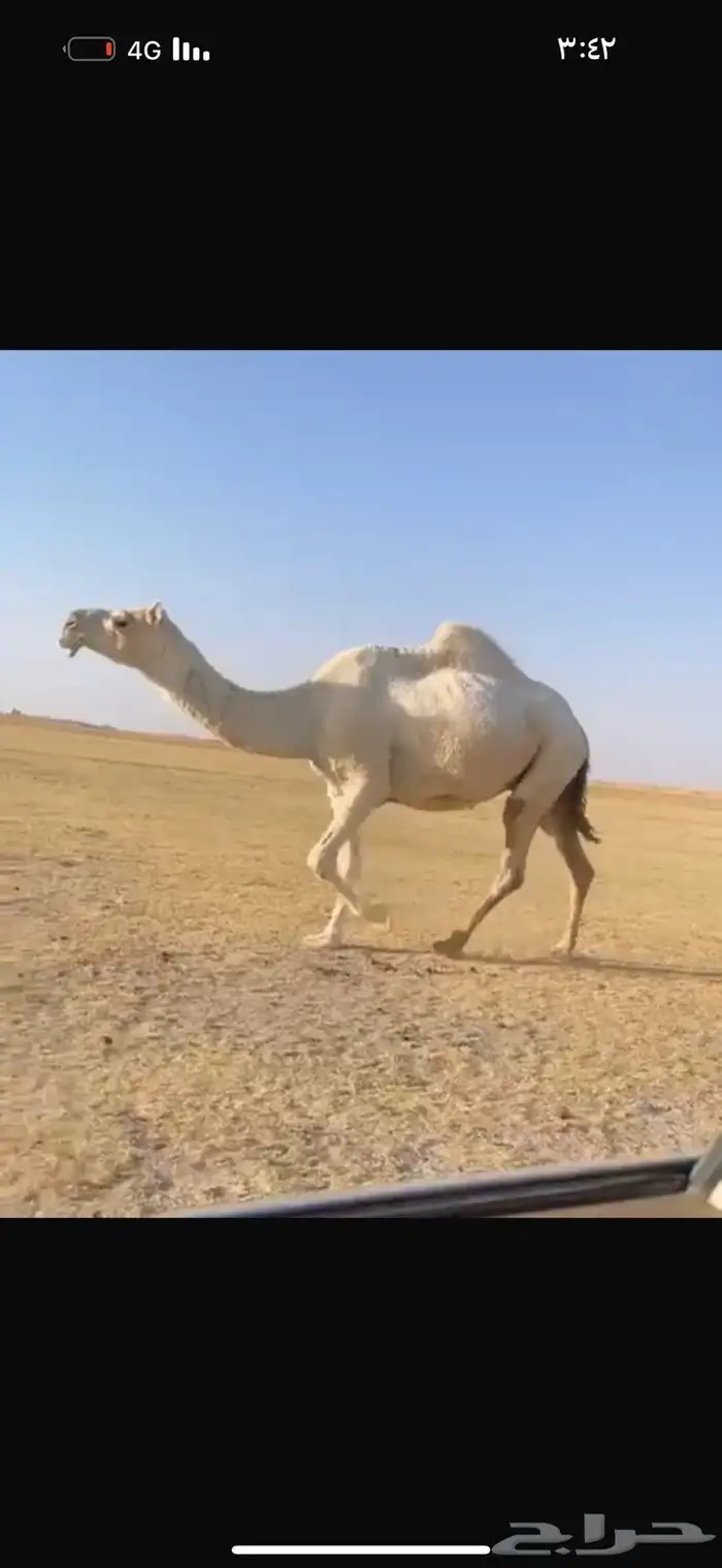 للبيع القحه الملاقي 0