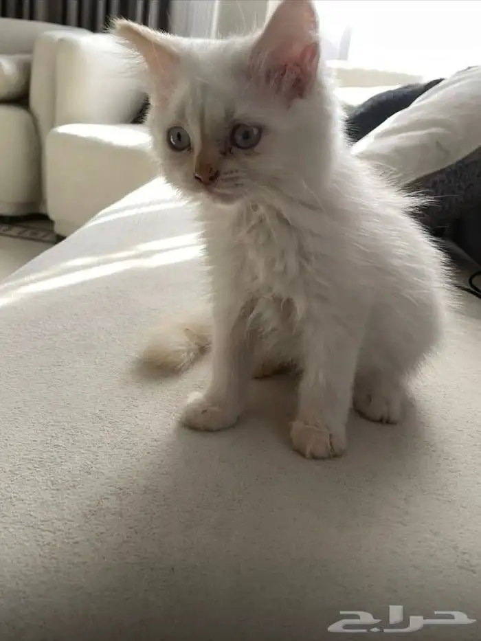 تبني كيتنز بعمر 4 شهور   الأحساء 1