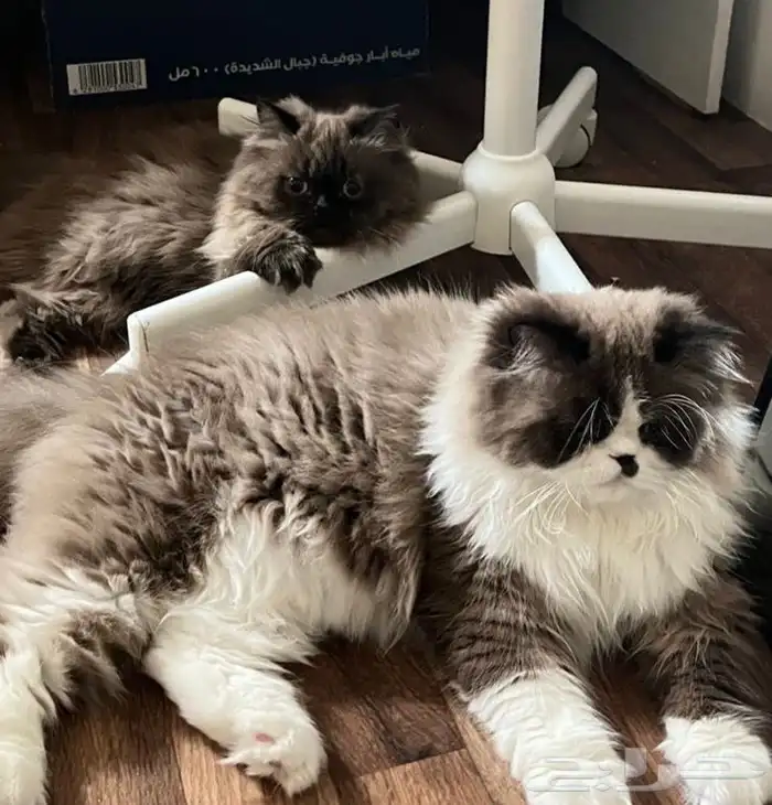 قطط للتبني 2