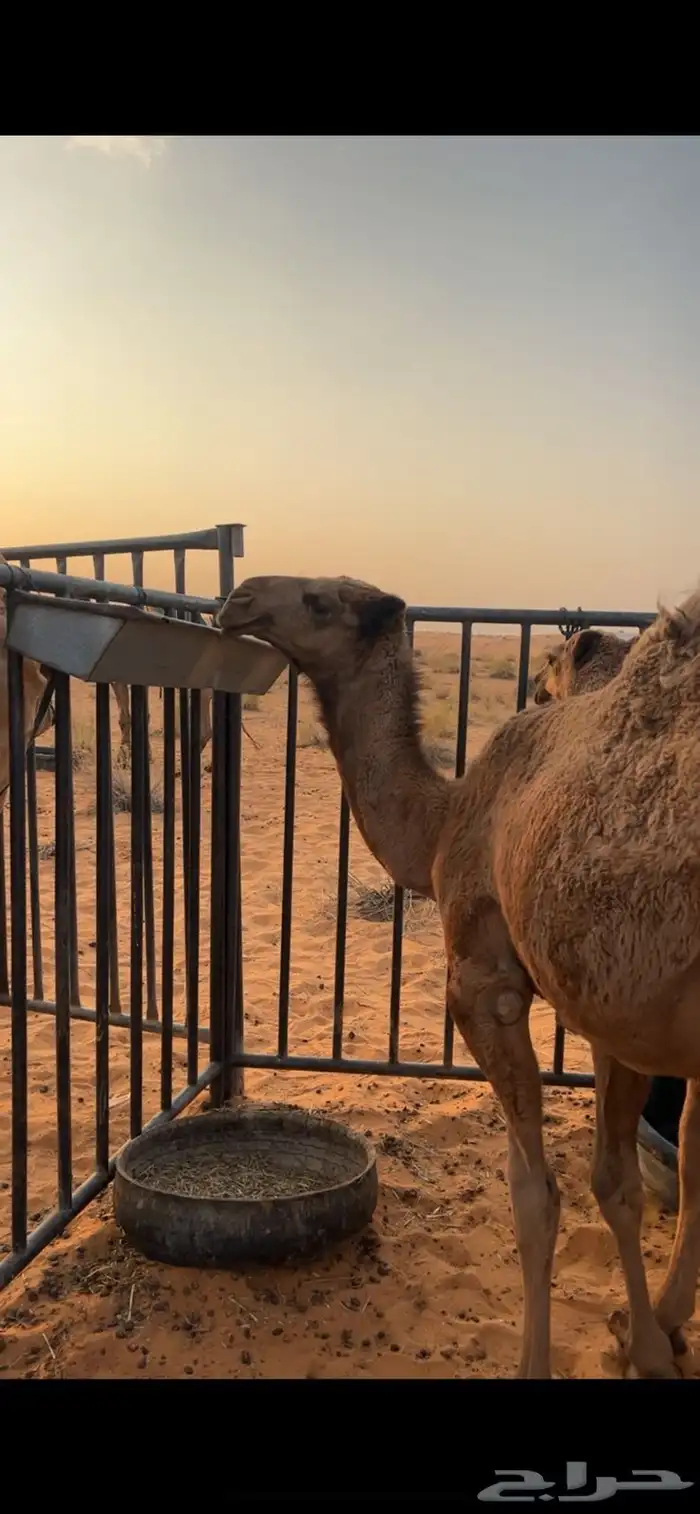 للبيع بكره الدبيانيه طيبه مفروده ماتمت السنه 1