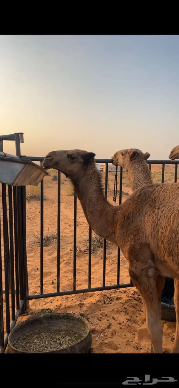 للبيع بكره الدبيانيه طيبه مفروده ماتمت السنه 0