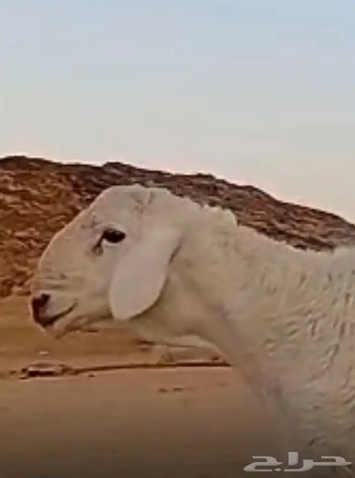 مشروع فحل حري صنف 13