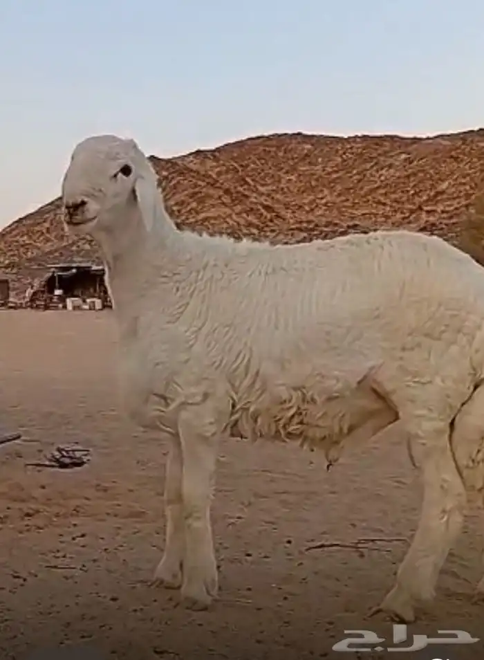 مشروع فحل حري صنف 7