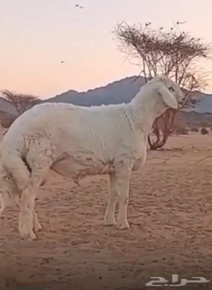 مشروع فحل حري صنف 0