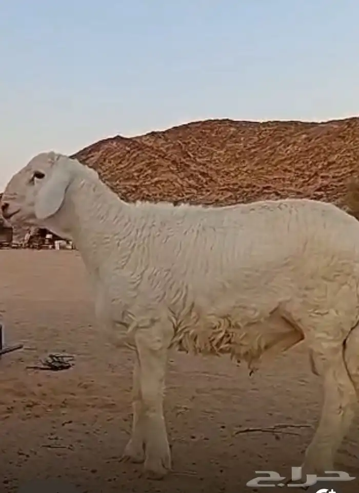 مشروع فحل حري صنف 8