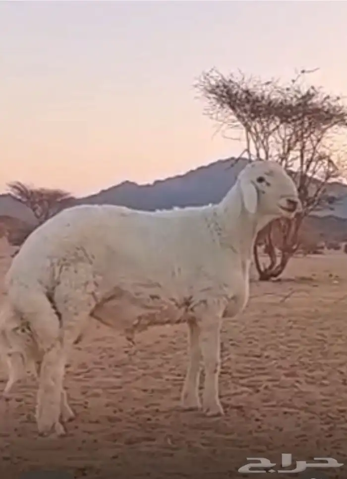 مشروع فحل حري صنف 1