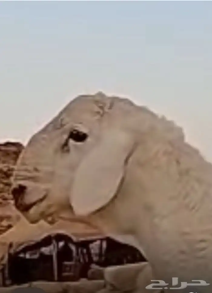 مشروع فحل حري صنف 12