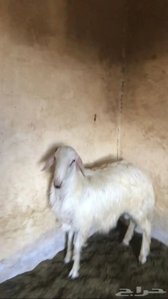 خروف كفو سمين 3