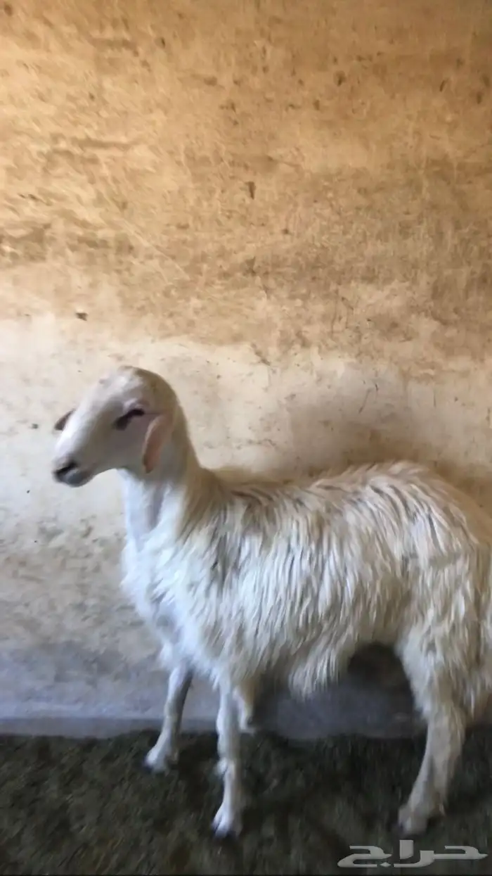 خروف كفو سمين 0