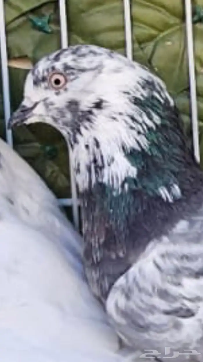 جوز باكستاني 1