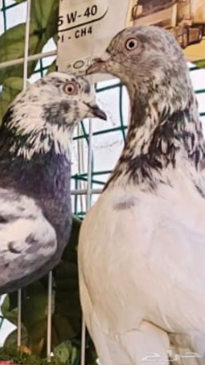 جوز باكستاني 2