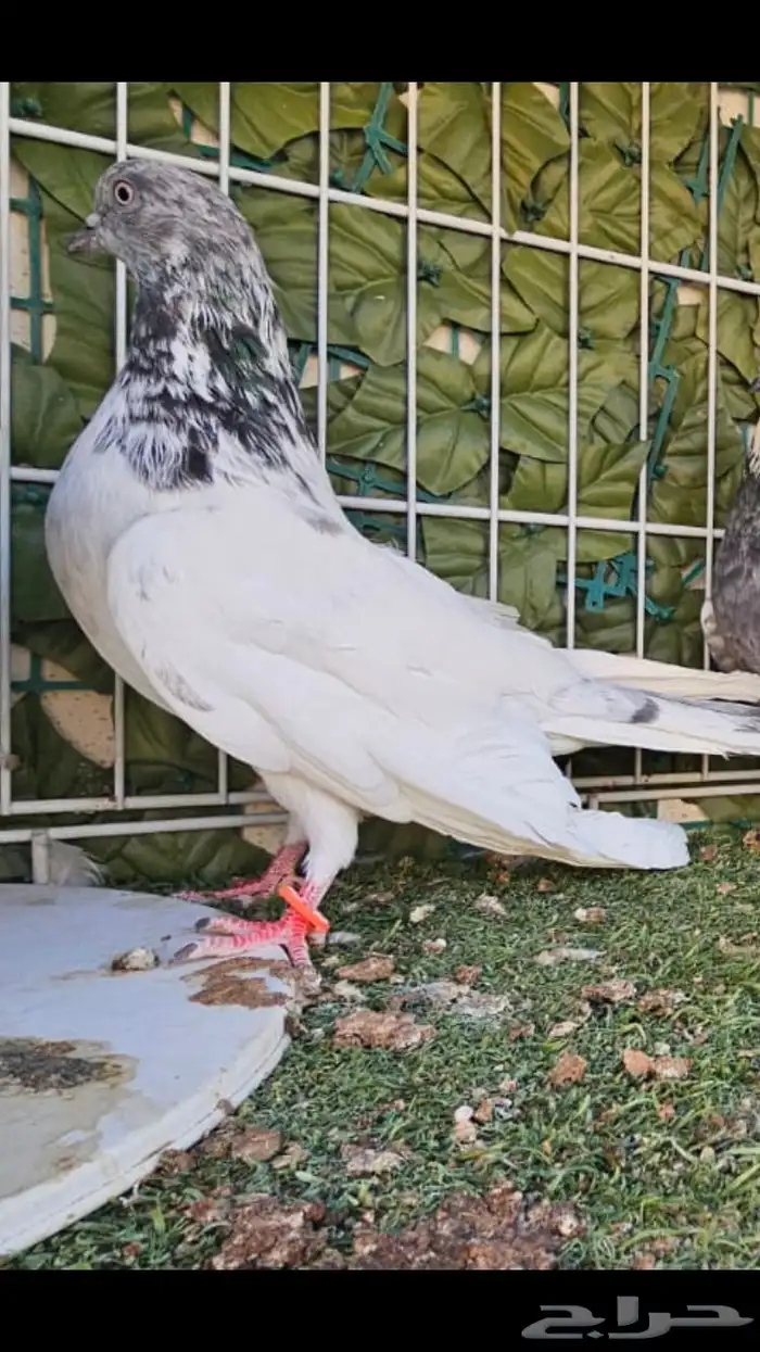 جوز باكستاني 3