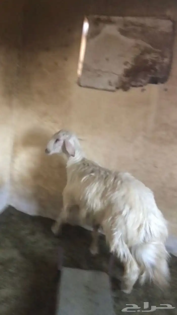 خروف كفو سمين 2